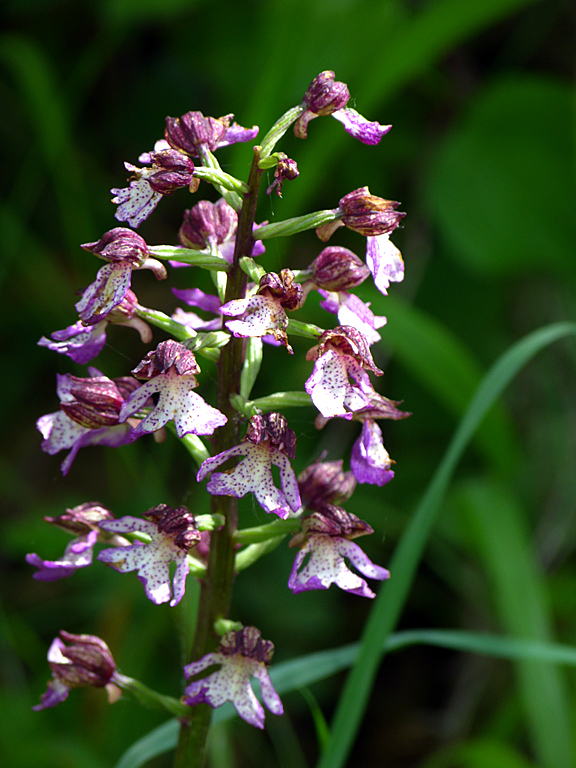 Purpur-Knabenkraut (Orchis prpurea).jpg