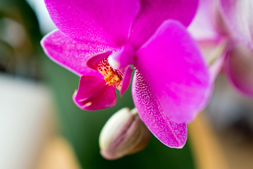 07 Orchidee.jpg
