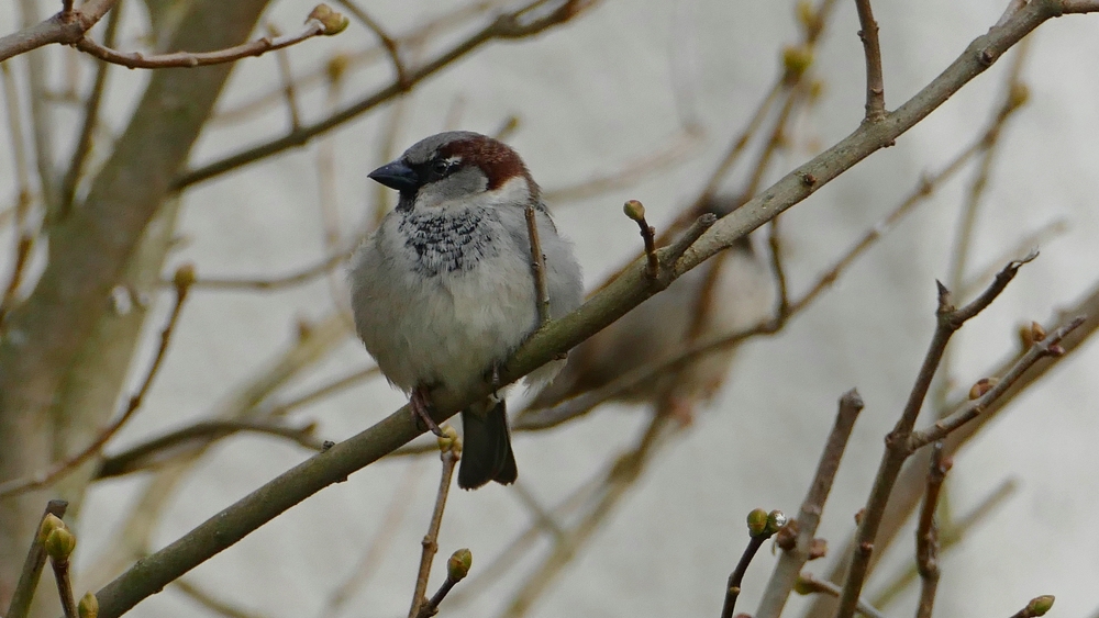 verkleinert .P1150508 Spatz.jpg