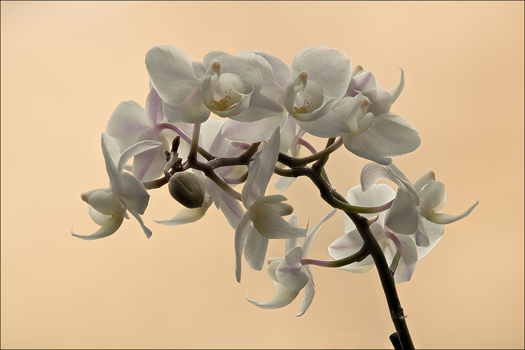 Orchidee-2.jpg