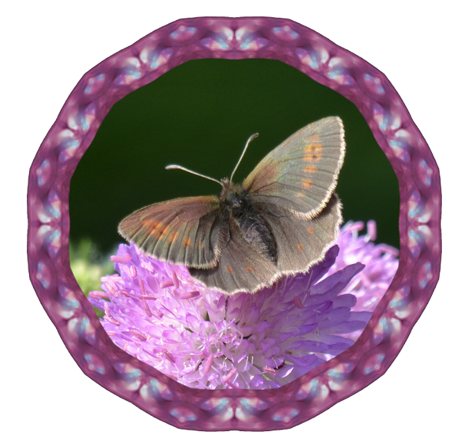 Schmetterlingsrahmen mit Foto verkleinert.png