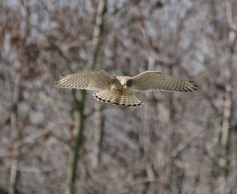 Turmfalke rüttelnd1kom.jpg