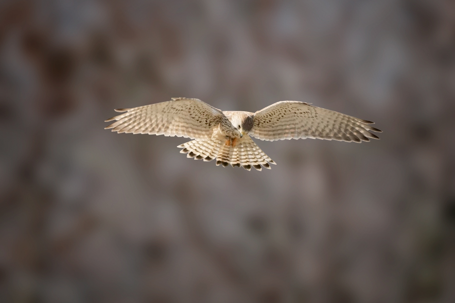 Turmfalke rüttelnd1kom.jpg