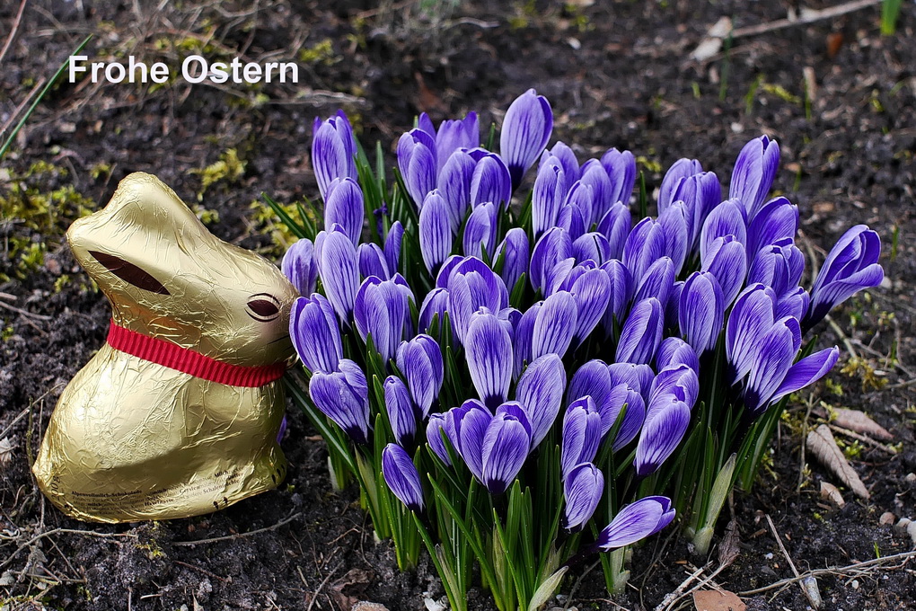 Frohe Ostern.JPG