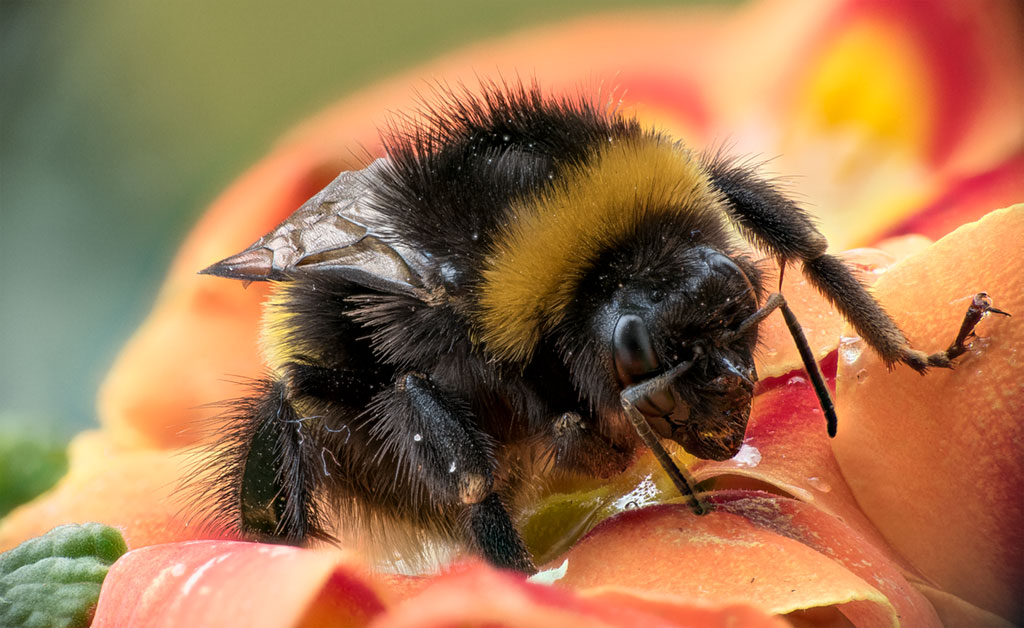 hummel.jpg