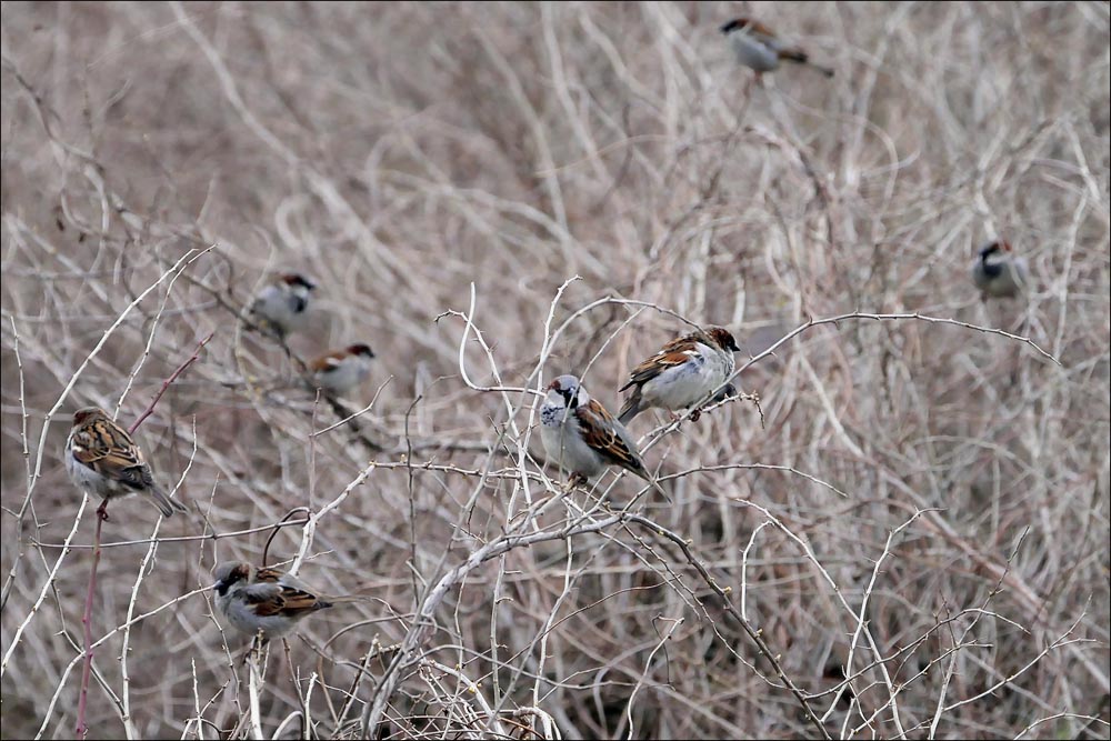 spatzen_01.jpg