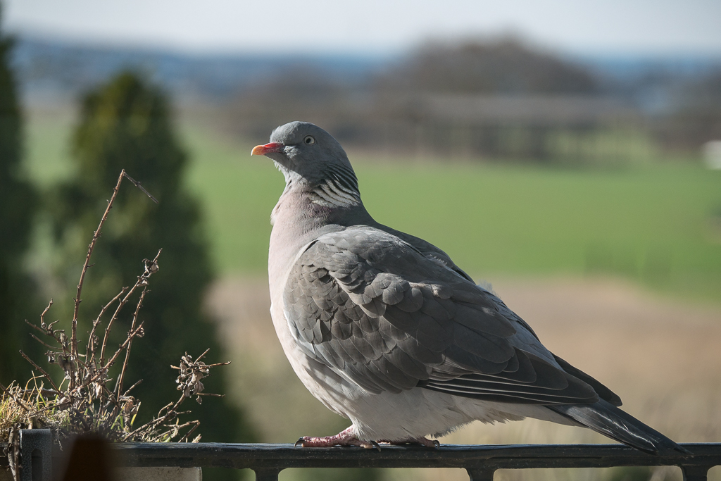Pana 100 -400 Test-2.jpg