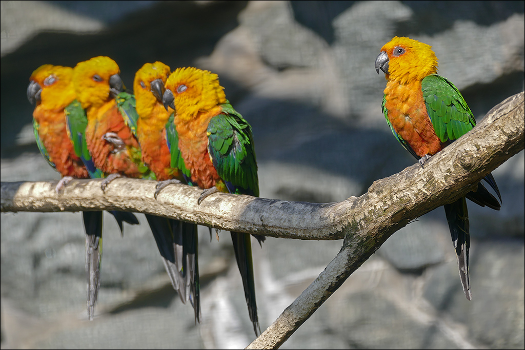 Papagei_Panasonic_FZ1000.jpg