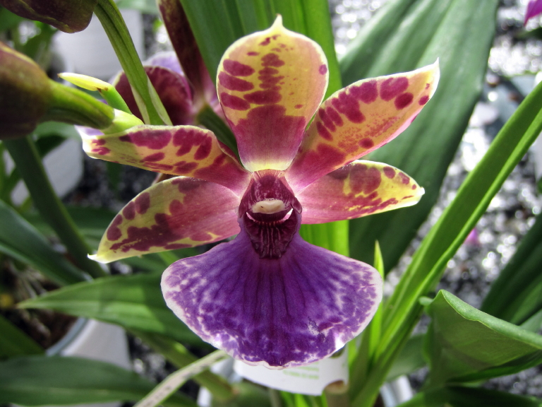 Orchidee 12_1.JPG