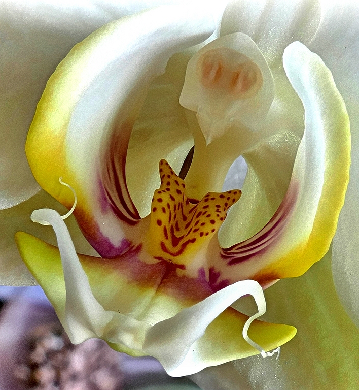 comp_2018-03-08-13.02.27 ZS PMax aa Orchid flower.jpg