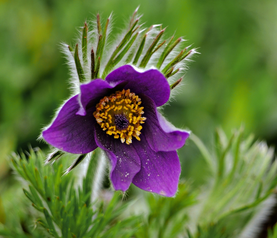 comp_P1540156-Pulsatilla - Küchenschelle.jpg