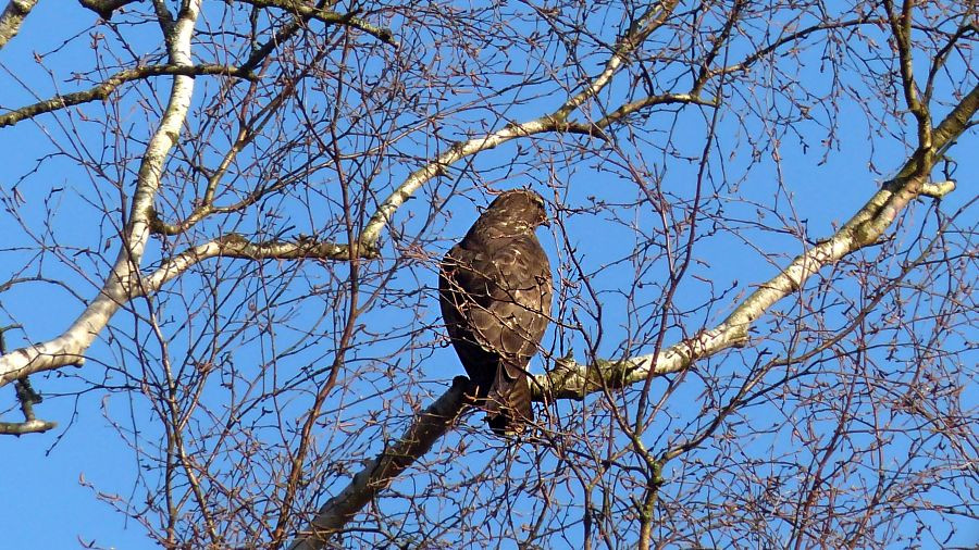 Bussard (1).JPG