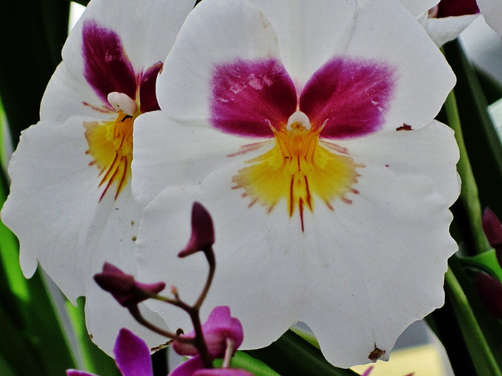 Orchidee 9_2_1.JPG