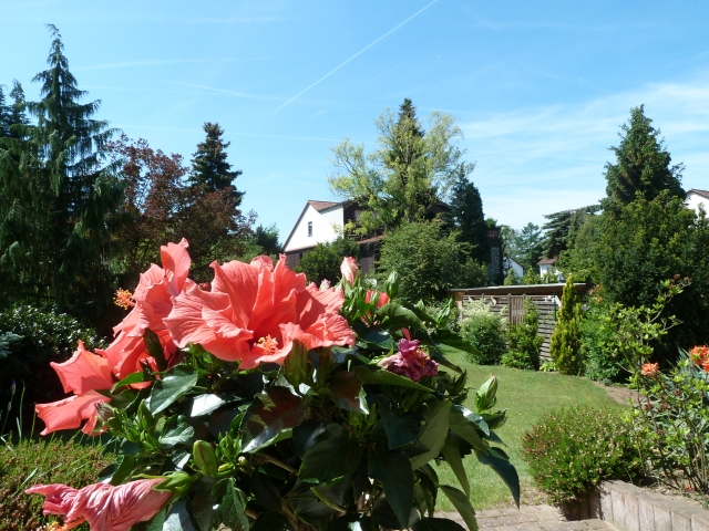 P1000356.jpg