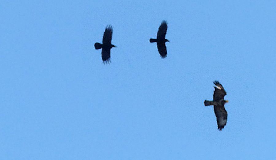 Bussard (9)Ausschnitt.JPG