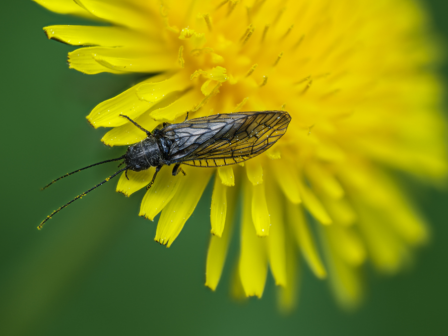 Unbekanntes Insekt auf Butterblume.jpg