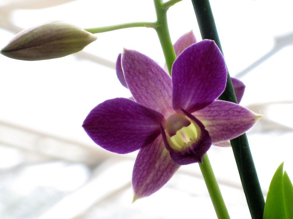 Orchidee_1.JPG