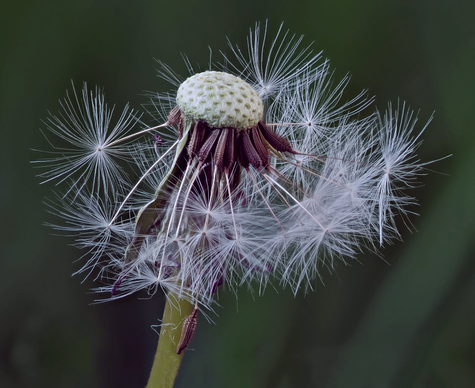 Pusteblume_Stack.jpg