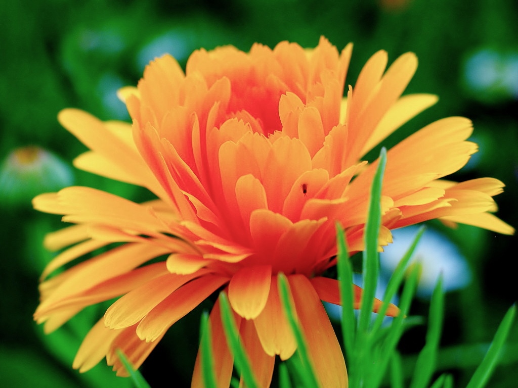 Blumen_1.JPG