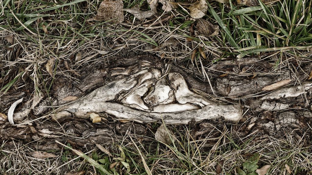 P1190913 cr nikcolbleachverkl.JPG