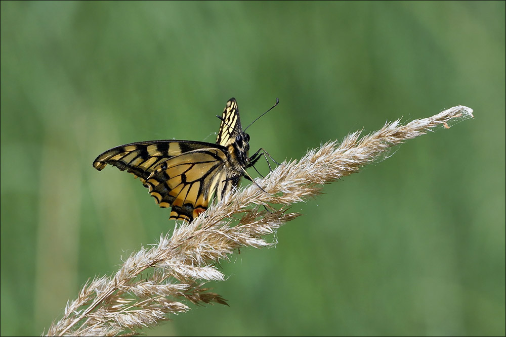 schmetterling_03.jpg