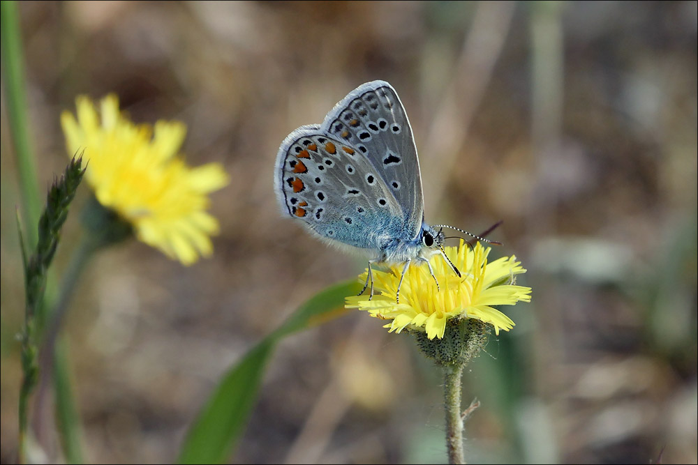 schmetterling_02.jpg
