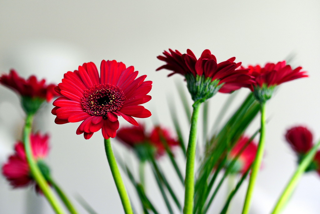 Gerbera.JPG