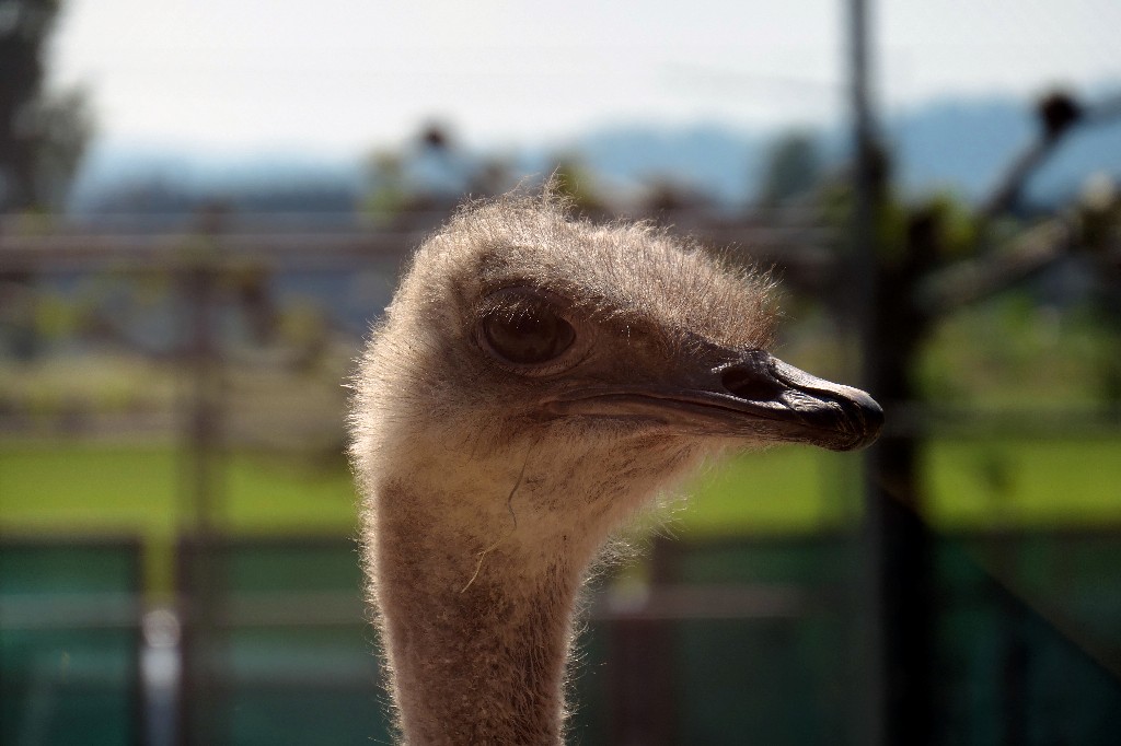 P1020046 1024x682.jpg