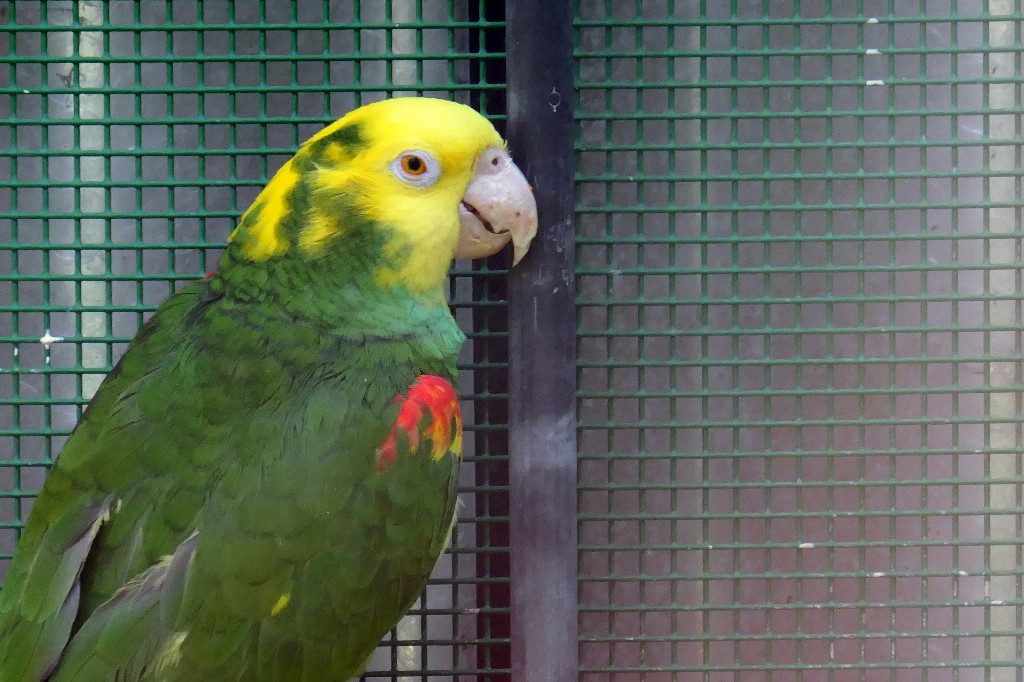 Papagai.jpg