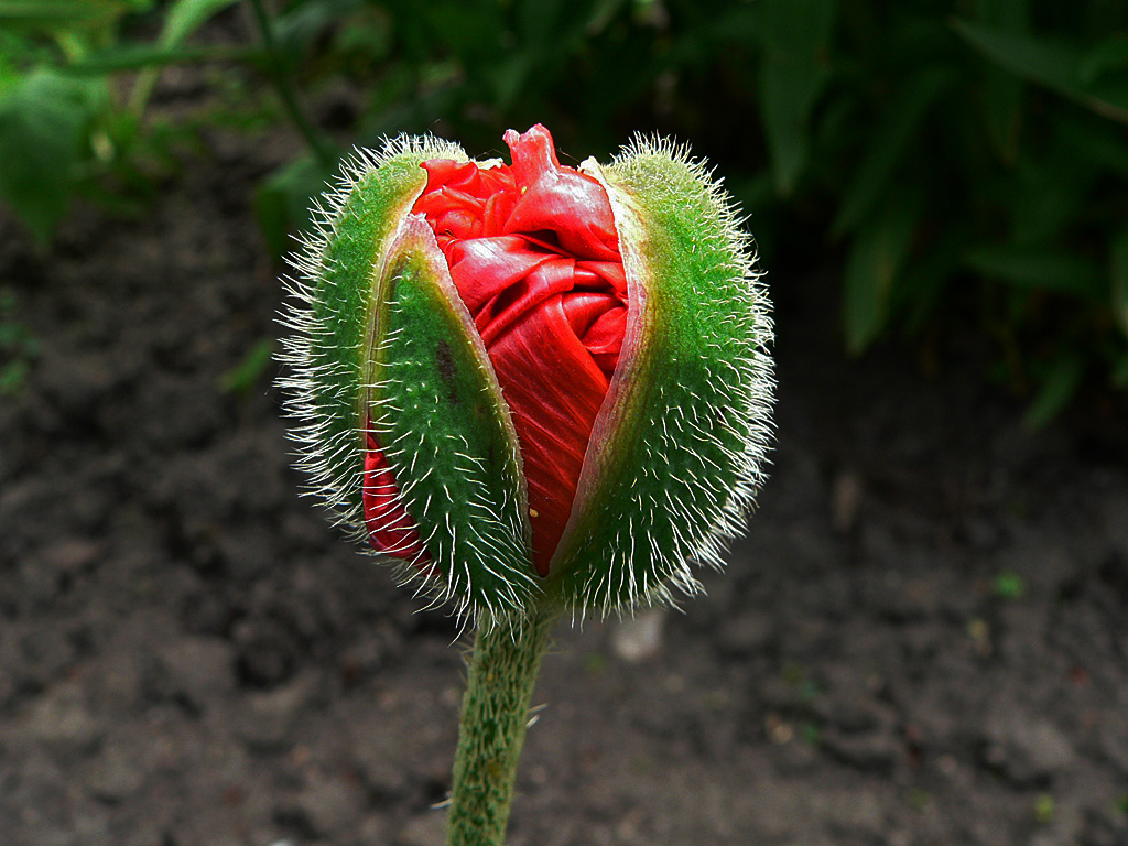 DasVersprechen Kopie.jpg