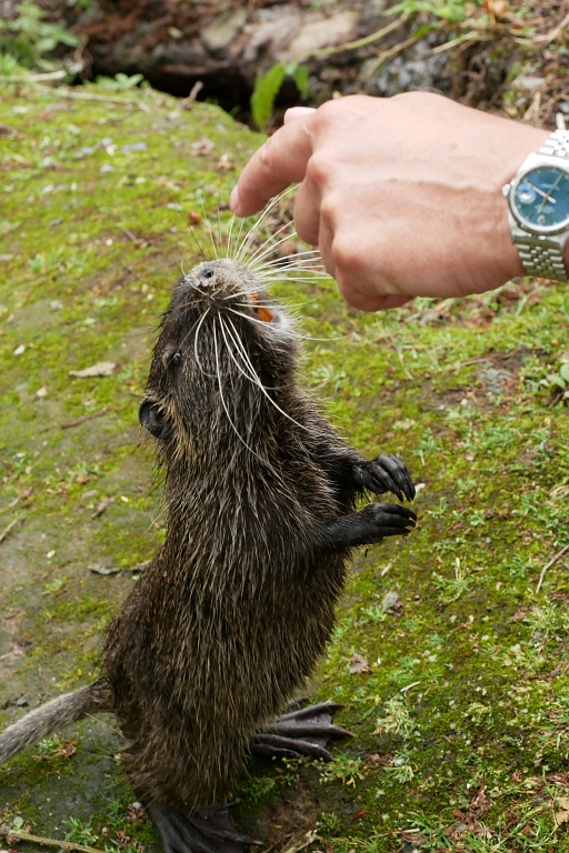 Nutria-Zirkus.jpg