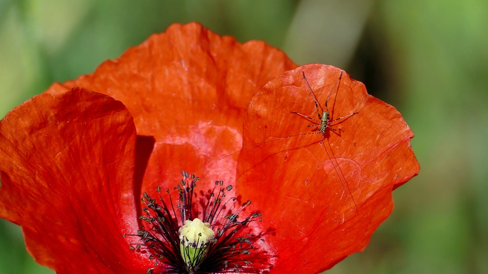 verkleinert .Mohn 02 P1210358.jpg