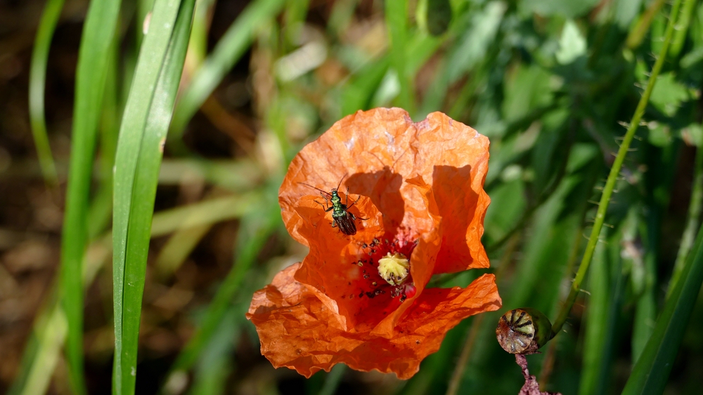 verkleinert .Mohn 01 P1210370.jpg