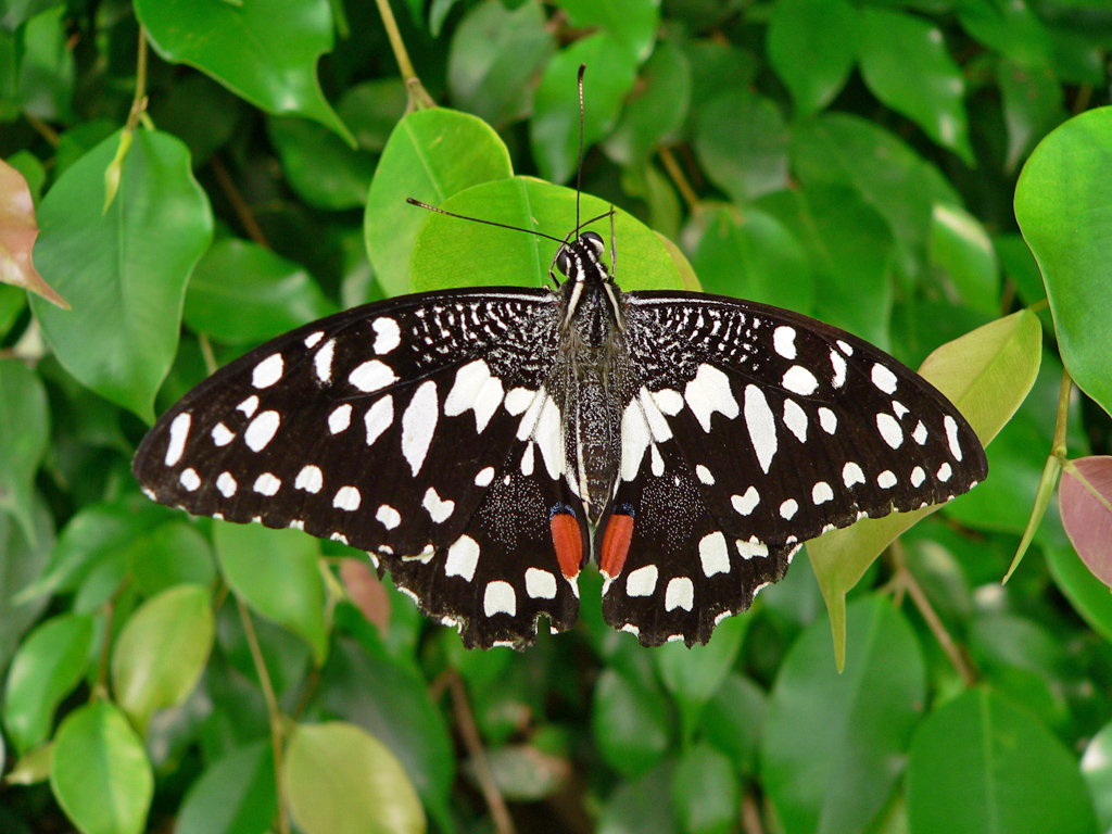 P1070313 Citrus- Schwalbenschwanz (Papilio demoleus) Kopie.jpg