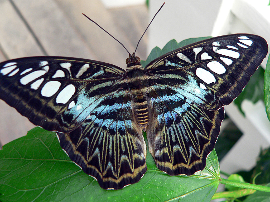 P1070322 Blauer Klipper (Parthenos sylvia lilacinus) Kopie.jpg