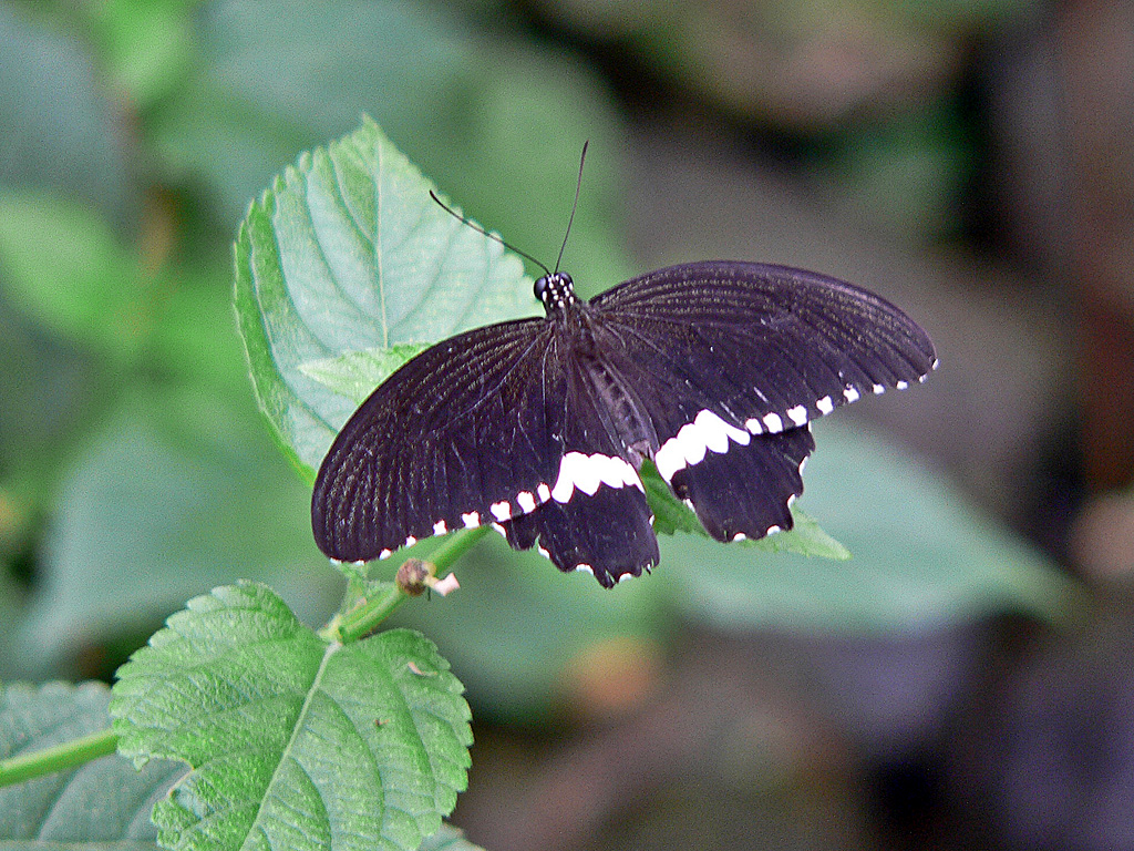 P1070421 Kleiner Mormon (Papilio polytes) m Kopie.jpg