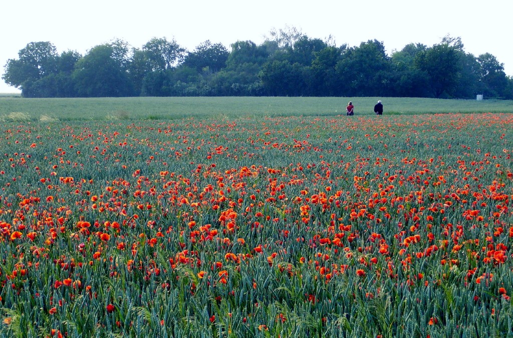 Weizen- u. Mohn_1.JPG