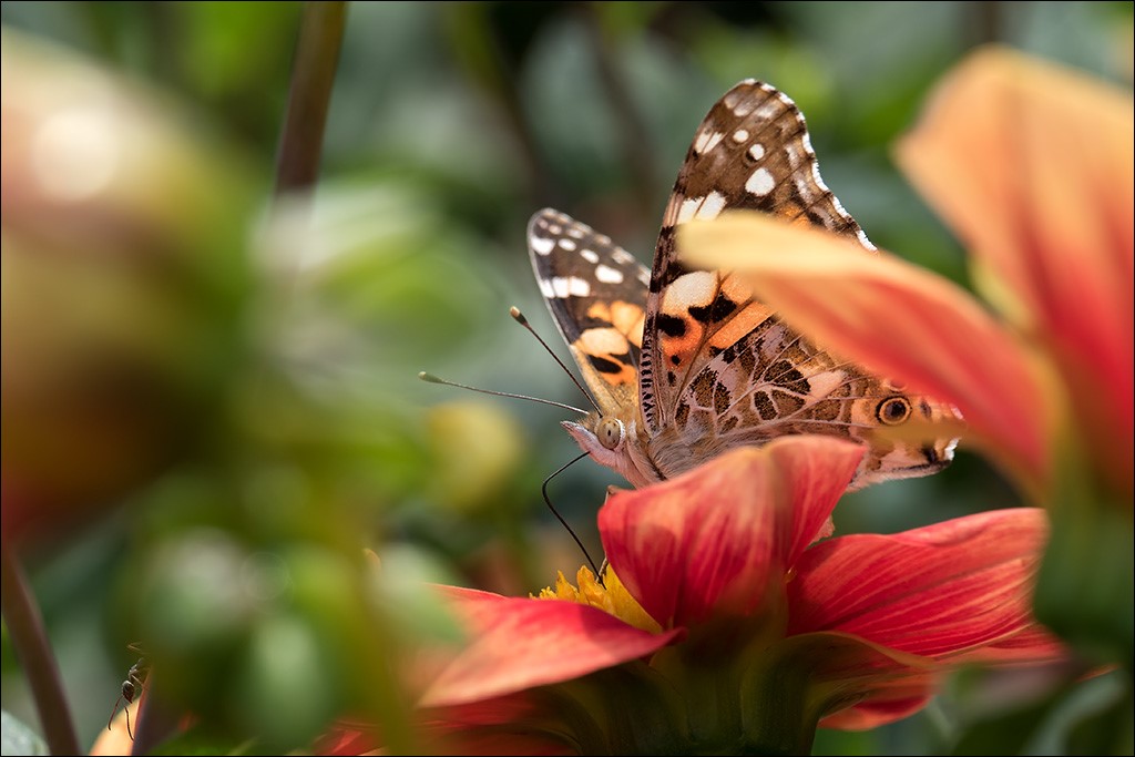 Botanischer Garten 015.jpg