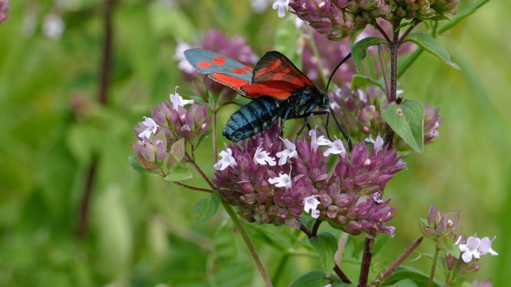 verkleinert .Naturwacht Schmetterlinge 08.jpg