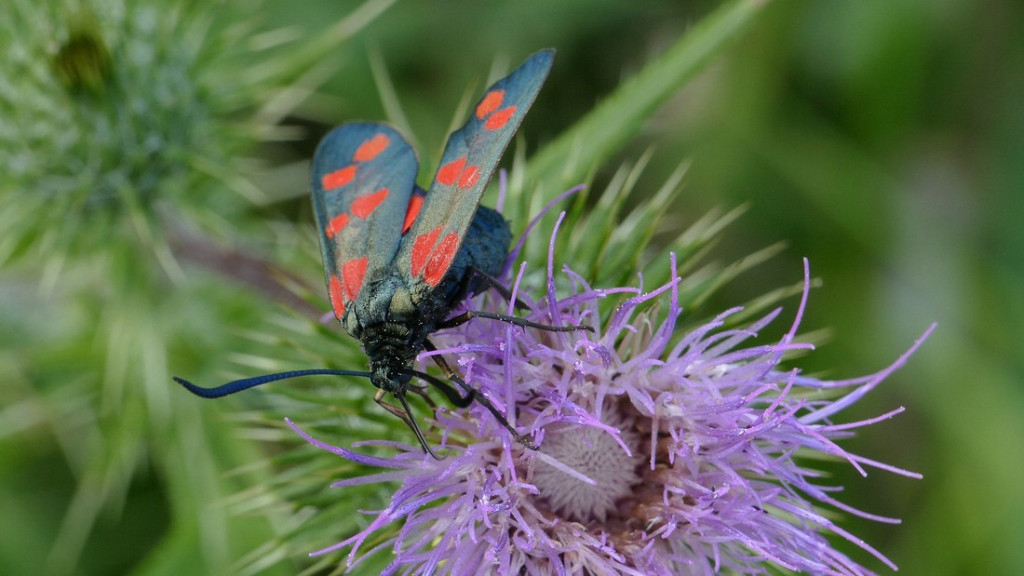 verkleinert .Naturwacht Schmetterlinge 03.jpg