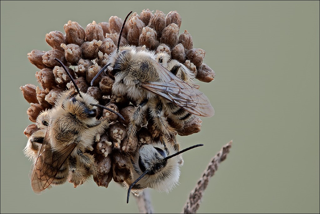 Bienen.jpg