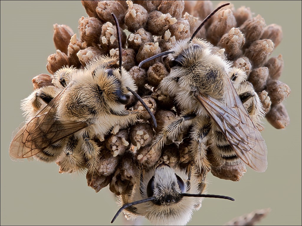 Bienen2.jpg