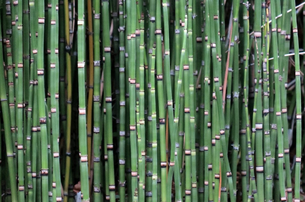 Flor. Strukturen_1.jpg