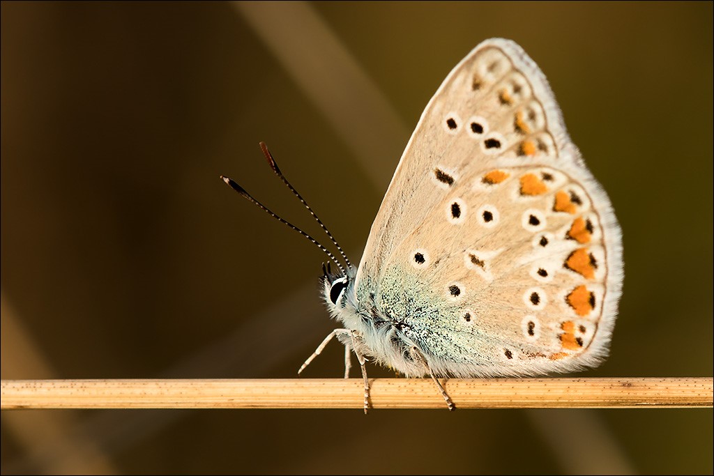 Schmetterling.jpg