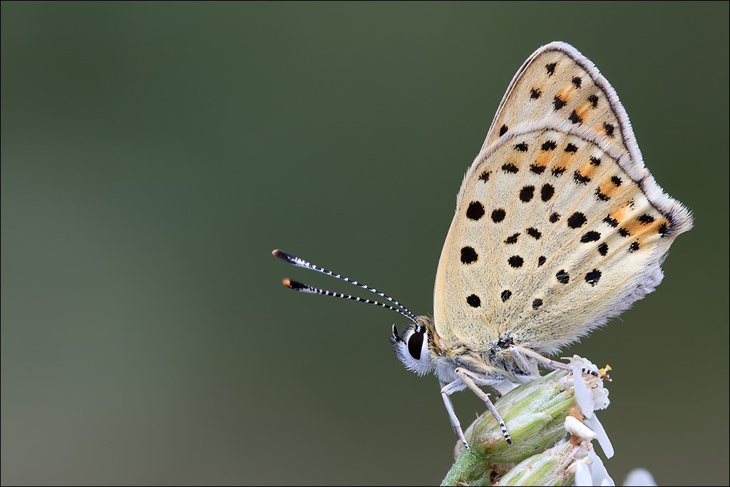 Schmetterling1.jpg