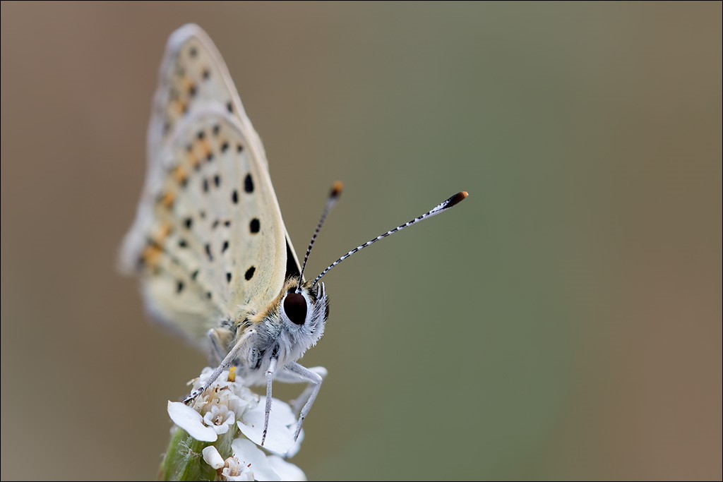 Schmetterling2.jpg