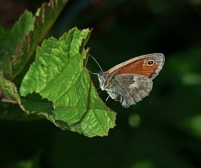 P1060593 bearb.jpg