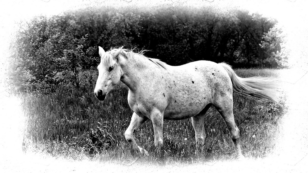 P1060025 viggimp.jpg