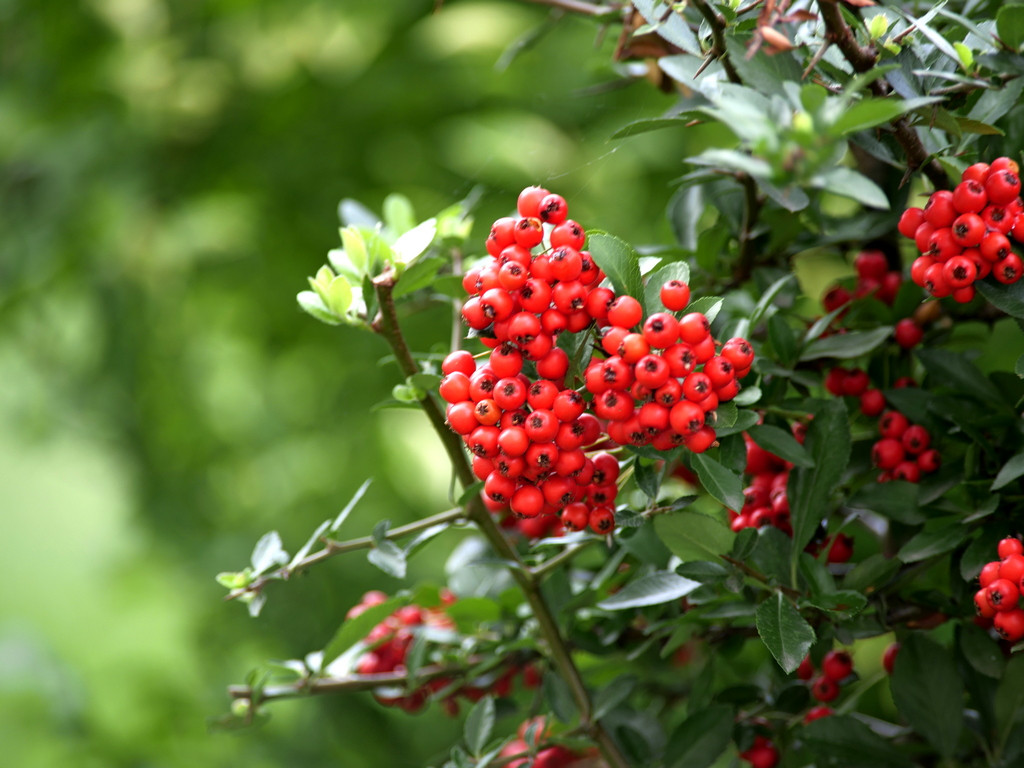 Beeren-Forum.JPG