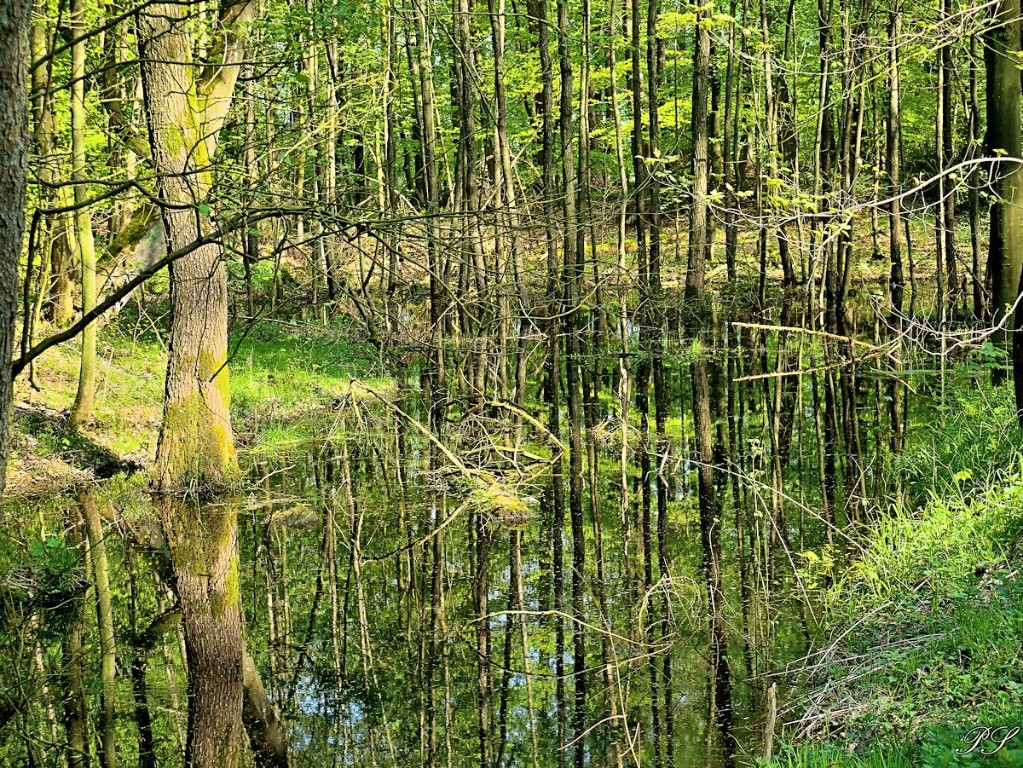 Dosenmoor_2018P1080378#.jpg